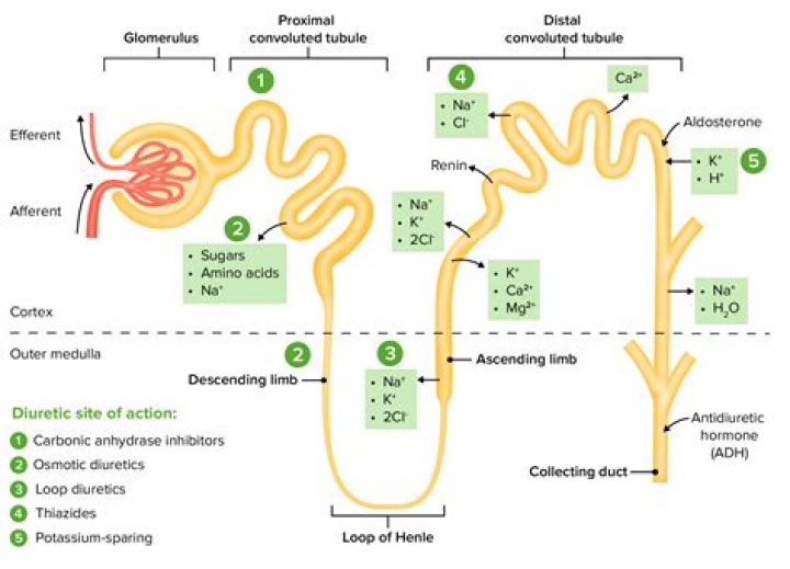 How do diuretics treat hypercalcemia?
