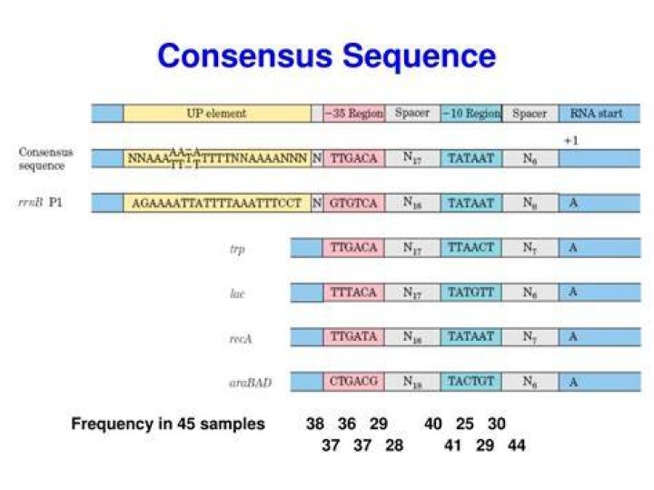 How do you create a consensus sequence in BioEdit?
