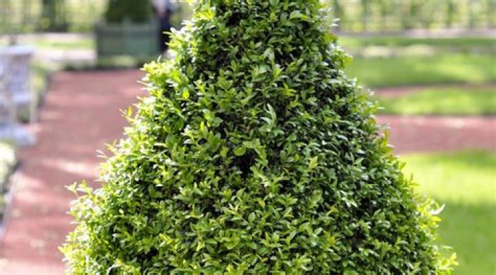 How tall do Green Mountain boxwoods get?