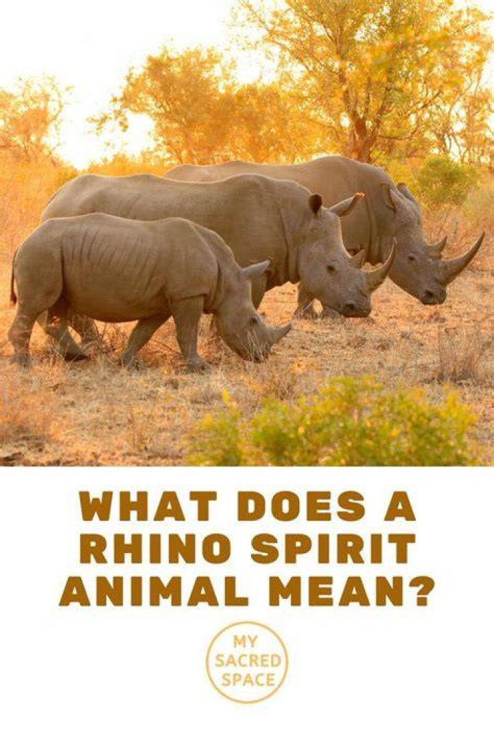 What does it mean when someone is called a rhino?