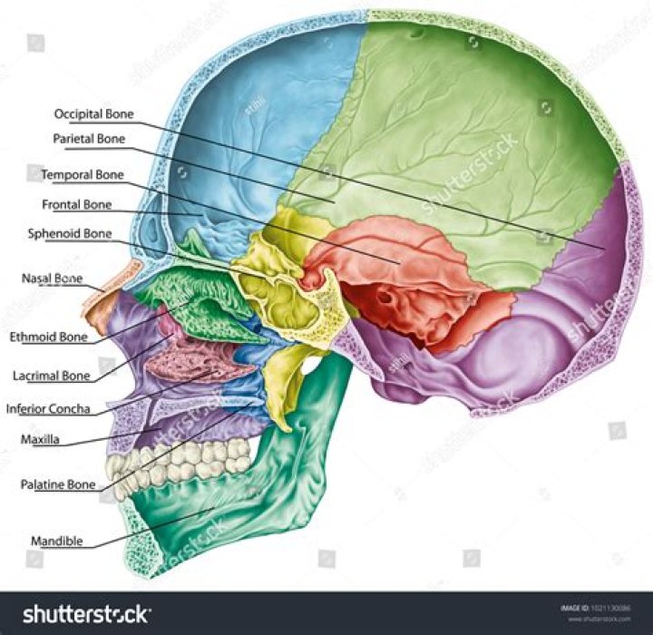 What is included in the cranial cavity?