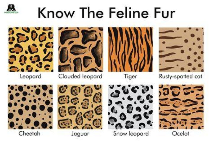 What is leopard pattern called?