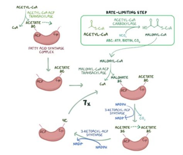What is the rate-limiting step in fatty acid synthesis?
