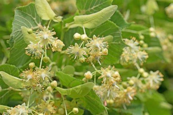 What is Tilia flower good for?
