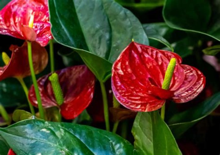 What plant has a red flower?