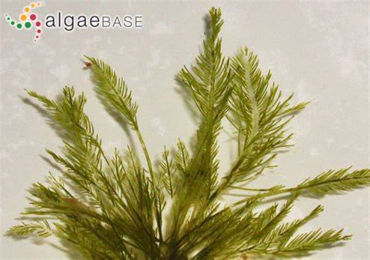 Will anything eat Bryopsis?